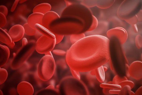 red blood cells in the bloodstream.