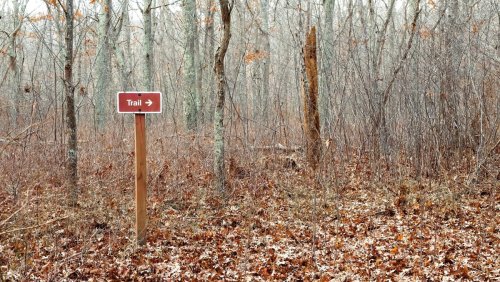 forest sign pointing to trail.